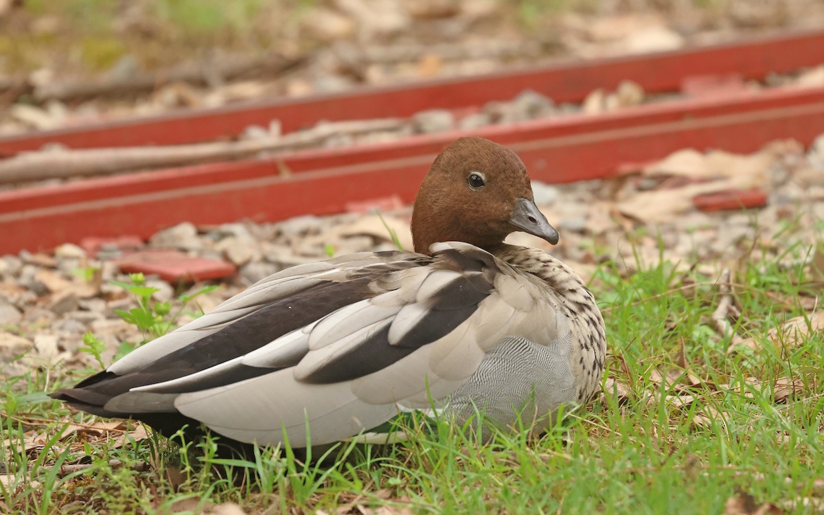 Maned Duck - ML613291163