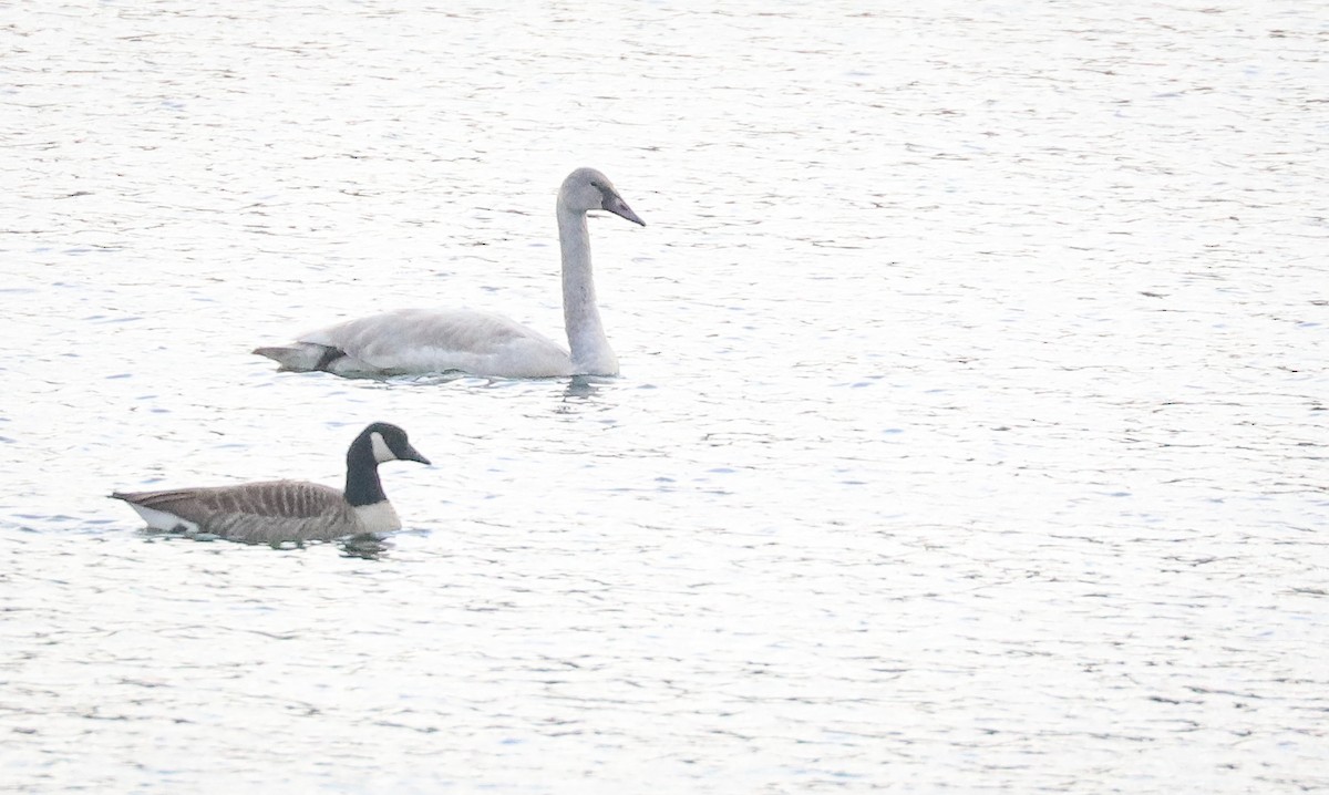 Trumpeter Swan - Drew Chaney