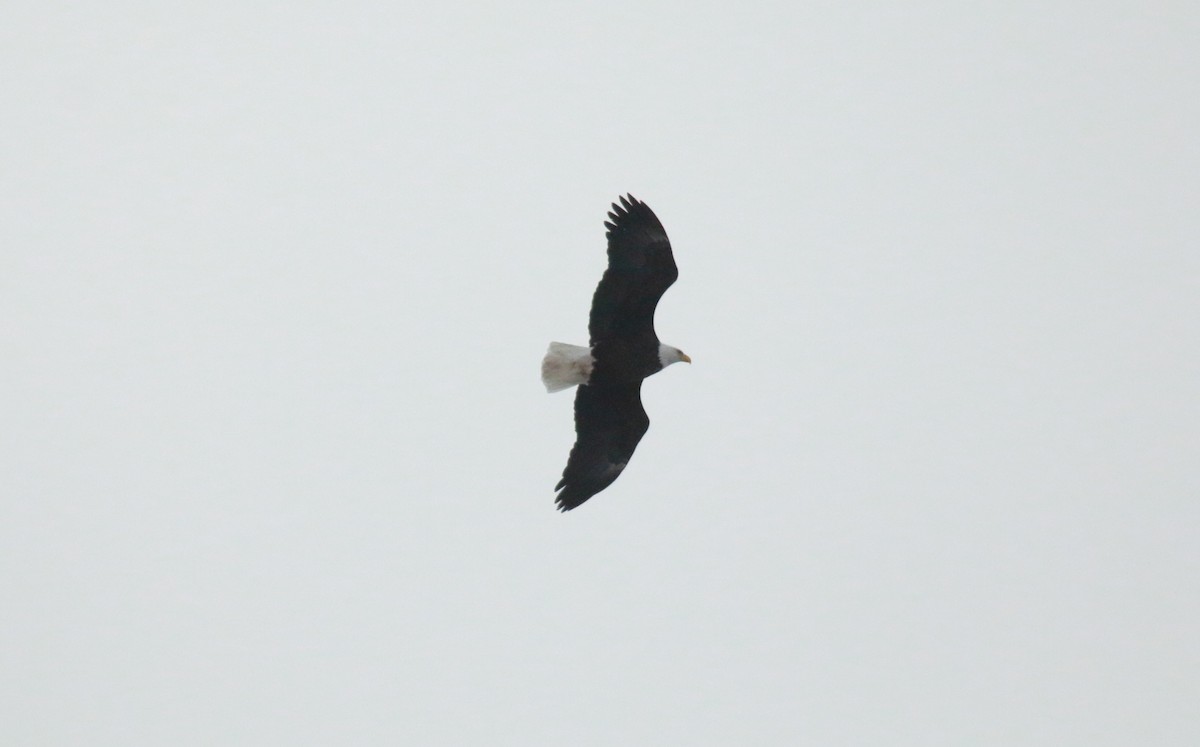 Bald Eagle - ML613291202