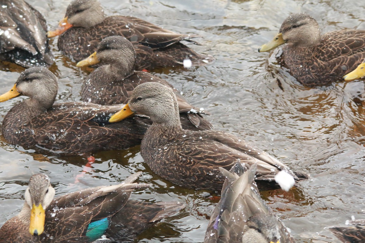 American Black Duck - ML613291310