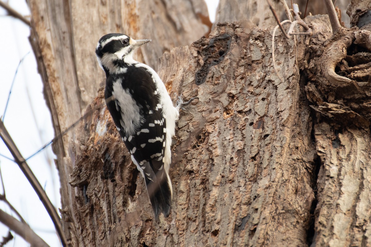 Downy Woodpecker - ML613291367