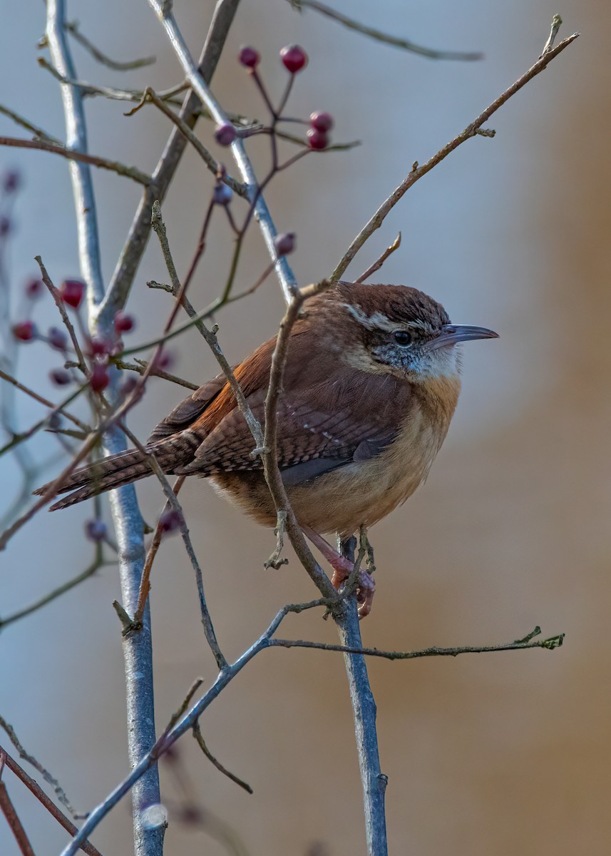 Carolina Wren - Michael Sciortino