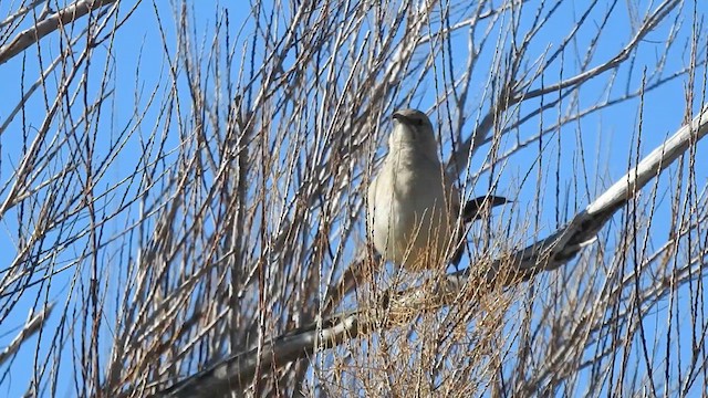 LeConte's Thrasher - ML613291401