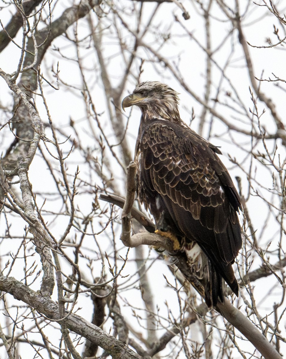 Bald Eagle - ML613291433