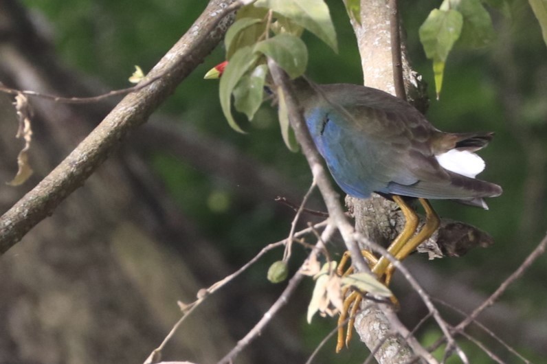 Purple Gallinule - ML613291436