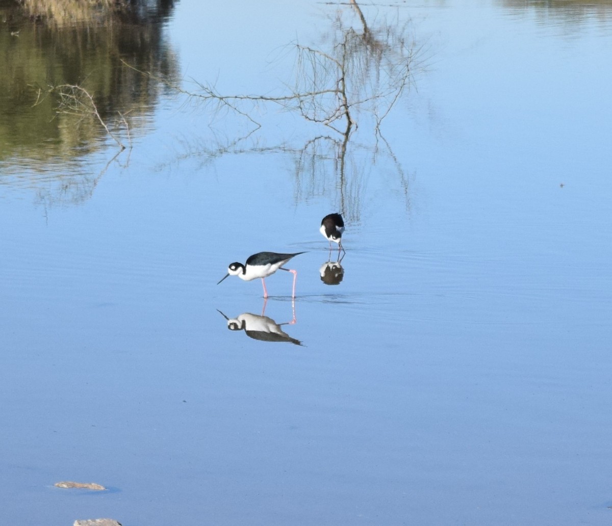 Black-necked Stilt - ML613291484