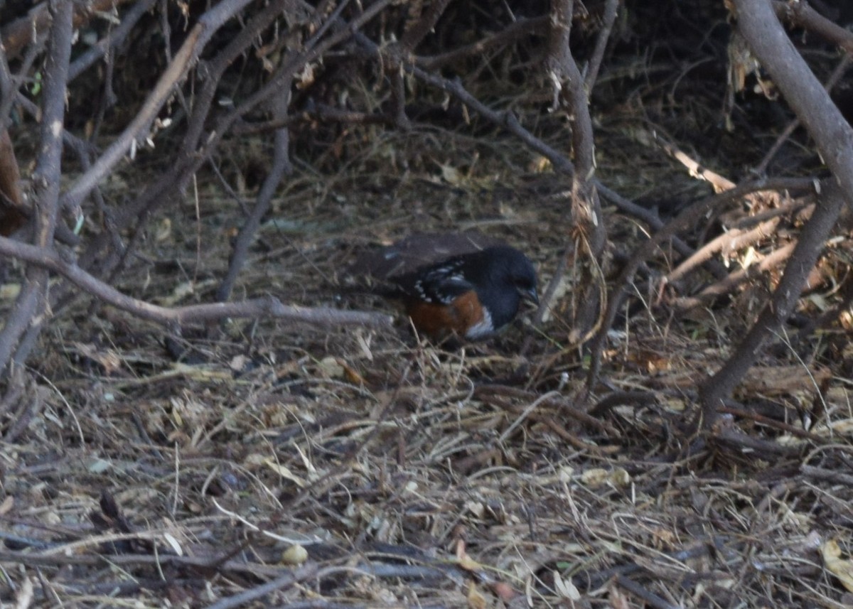 Spotted Towhee - ML613291517