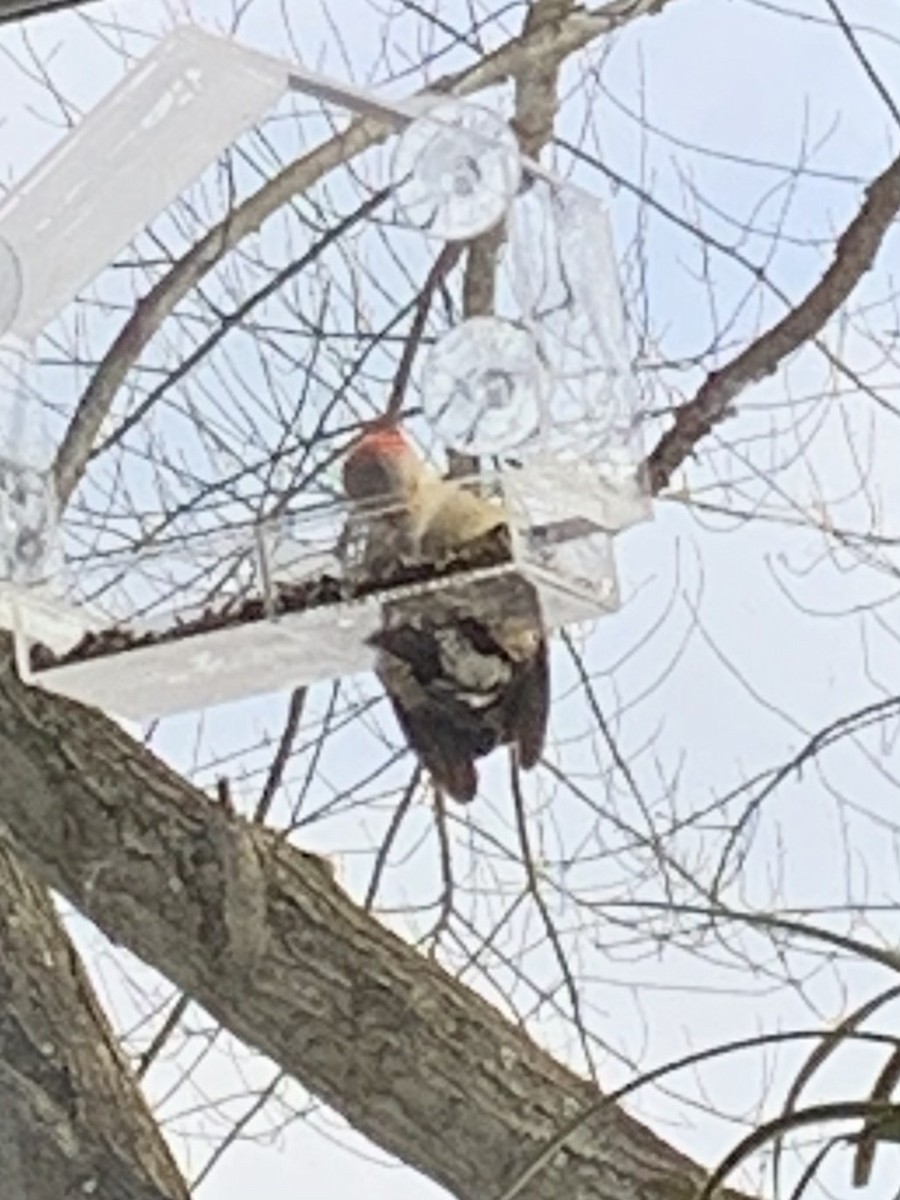 Red-bellied Woodpecker - ML613291558