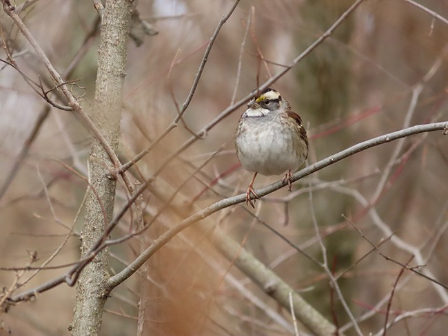 White-throated Sparrow - ML613291652