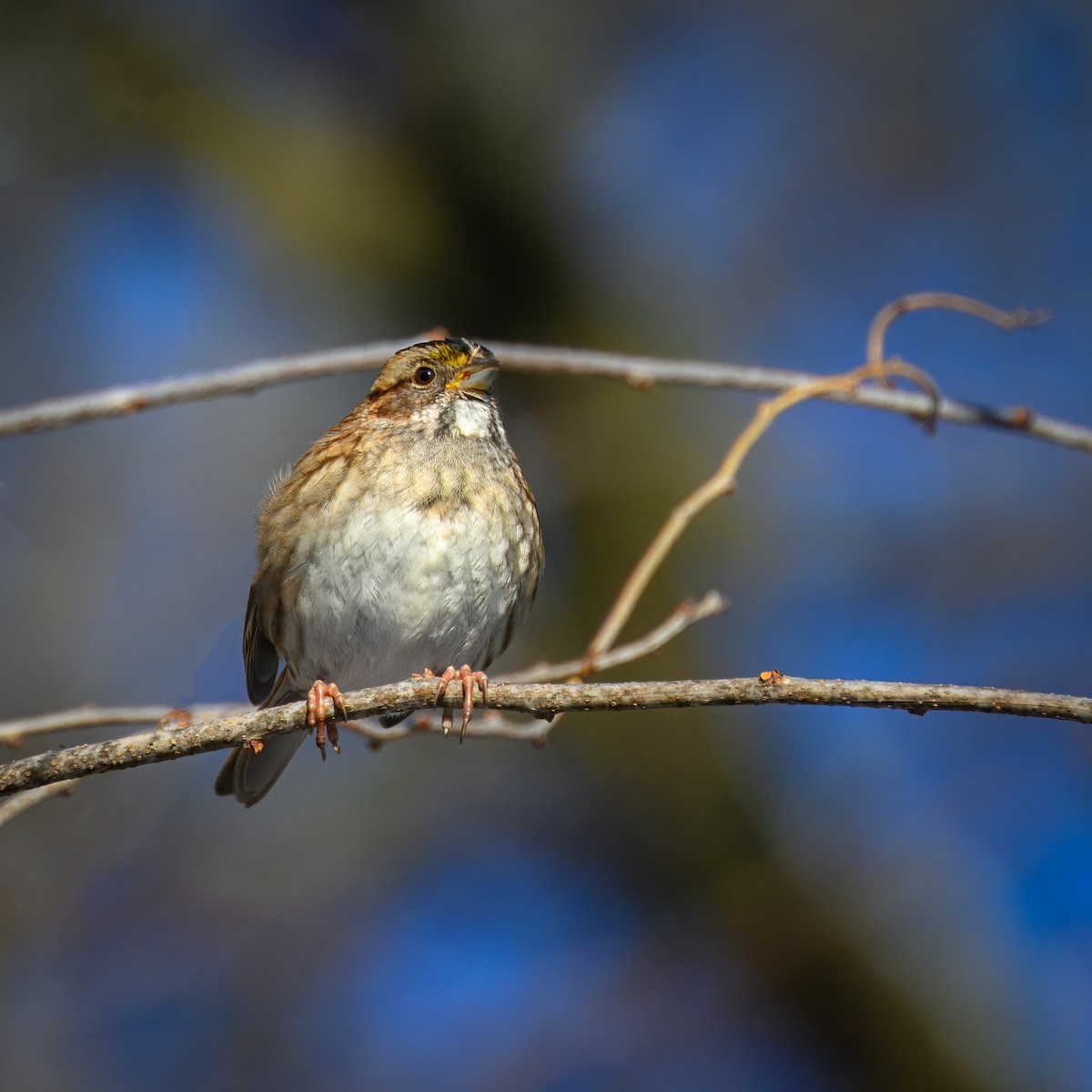 White-throated Sparrow - ML613291678