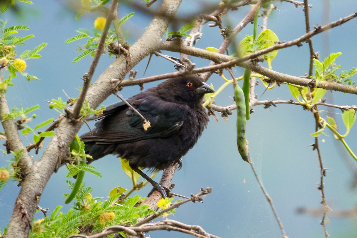 Bronzed Cowbird - ML613291682