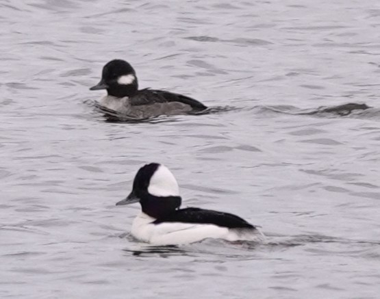 Bufflehead - ML613291726