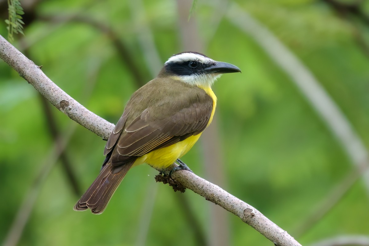 Boat-billed Flycatcher - Leslie Morgan