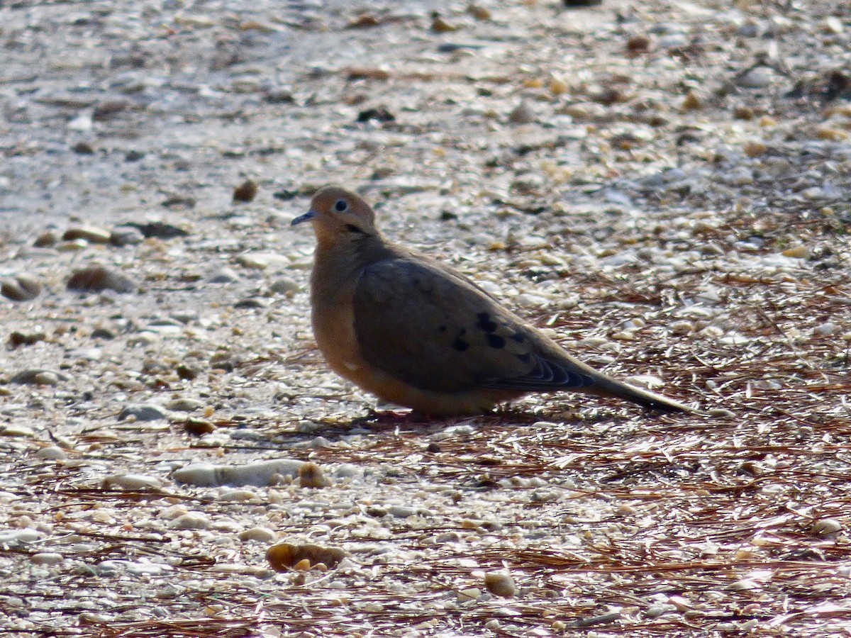 Mourning Dove - ML613291737