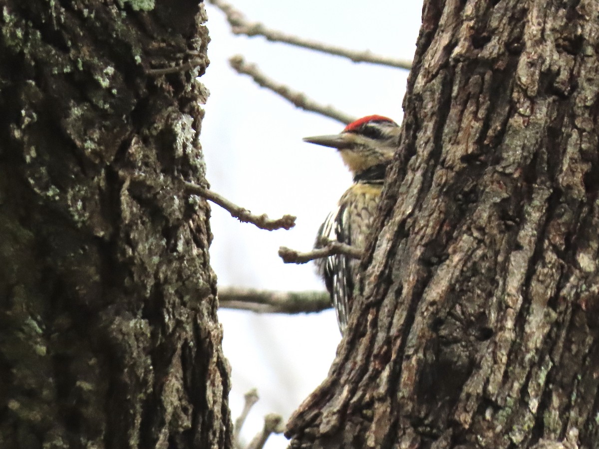 Yellow-bellied Sapsucker - Kathy Cantu