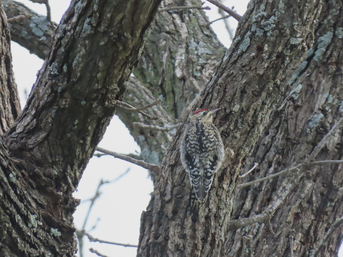 Yellow-bellied Sapsucker - ML613291747