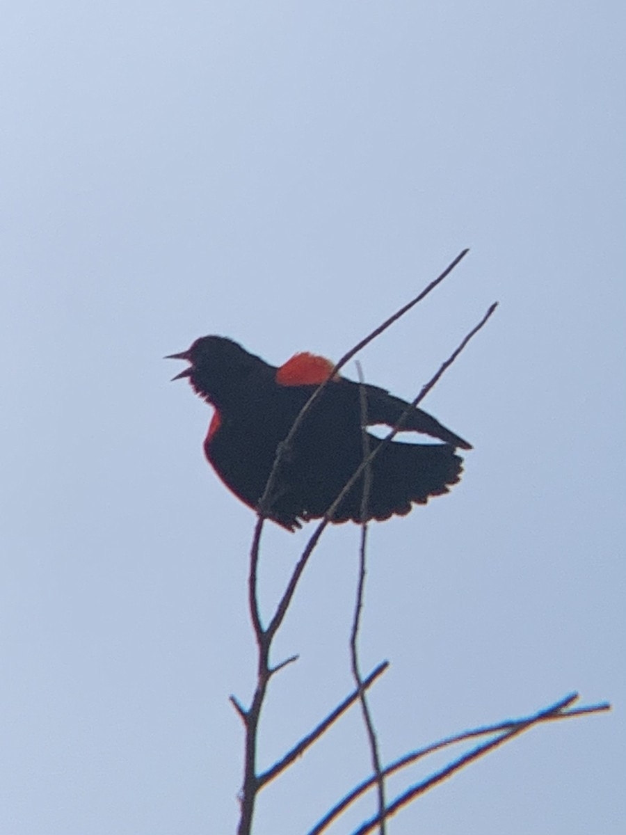 Red-winged Blackbird - ML613291753