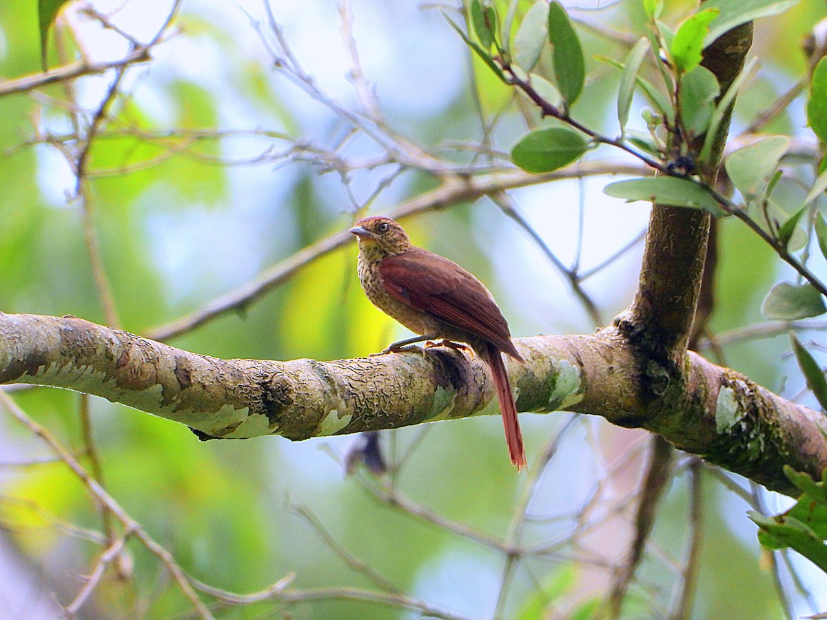 Speckled Spinetail - ML613291951