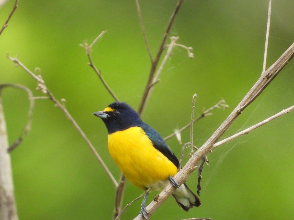 White-vented Euphonia - ML613291965