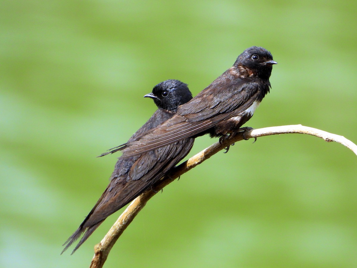 White-banded Swallow - ML613292003