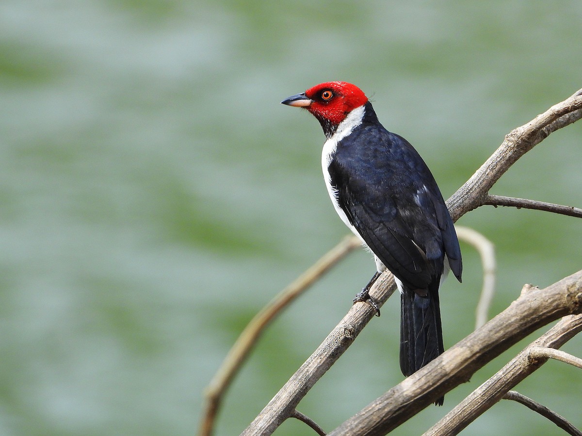 Red-capped Cardinal - ML613292009