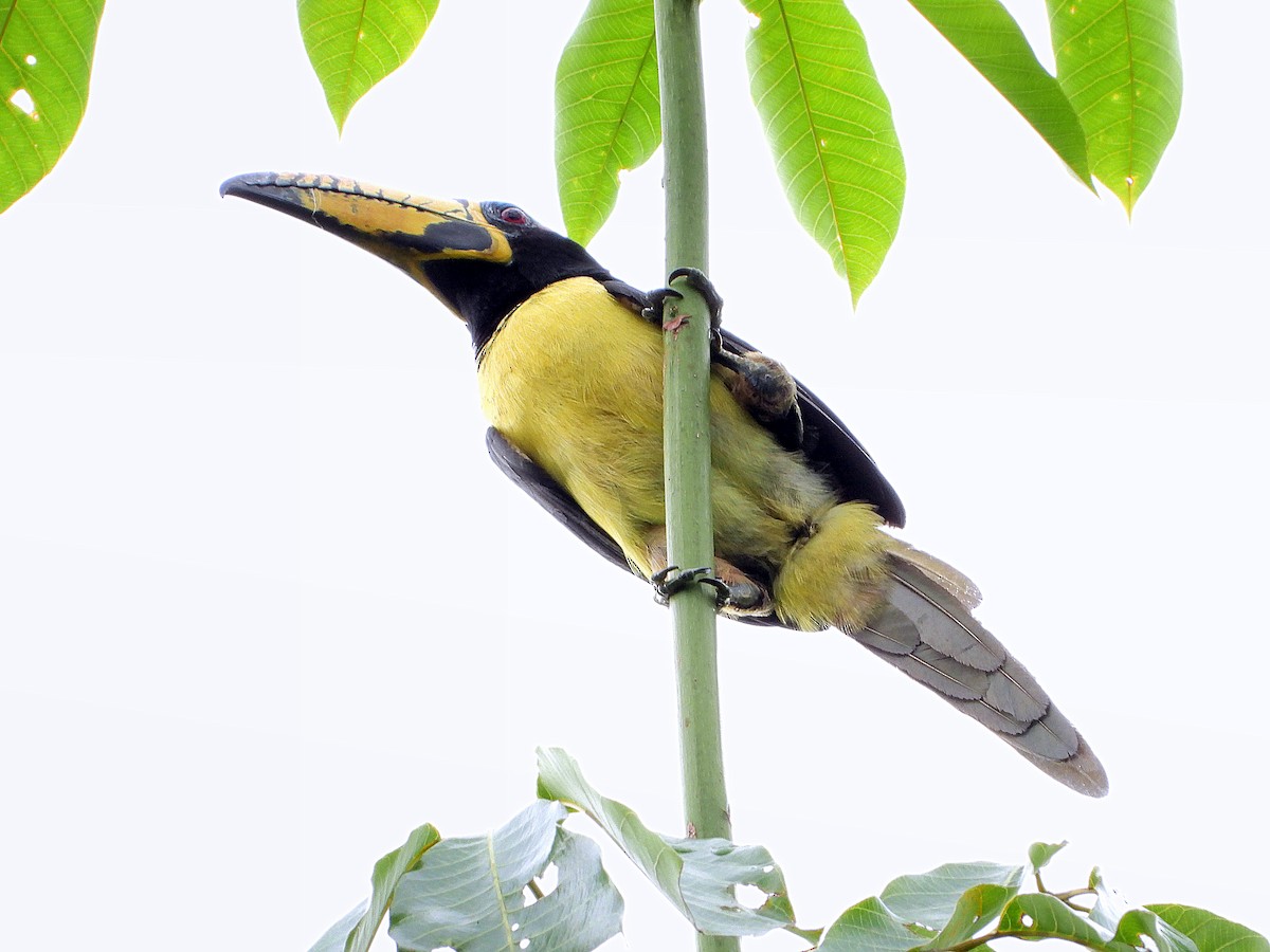 Lettered Aracari - ML613292024