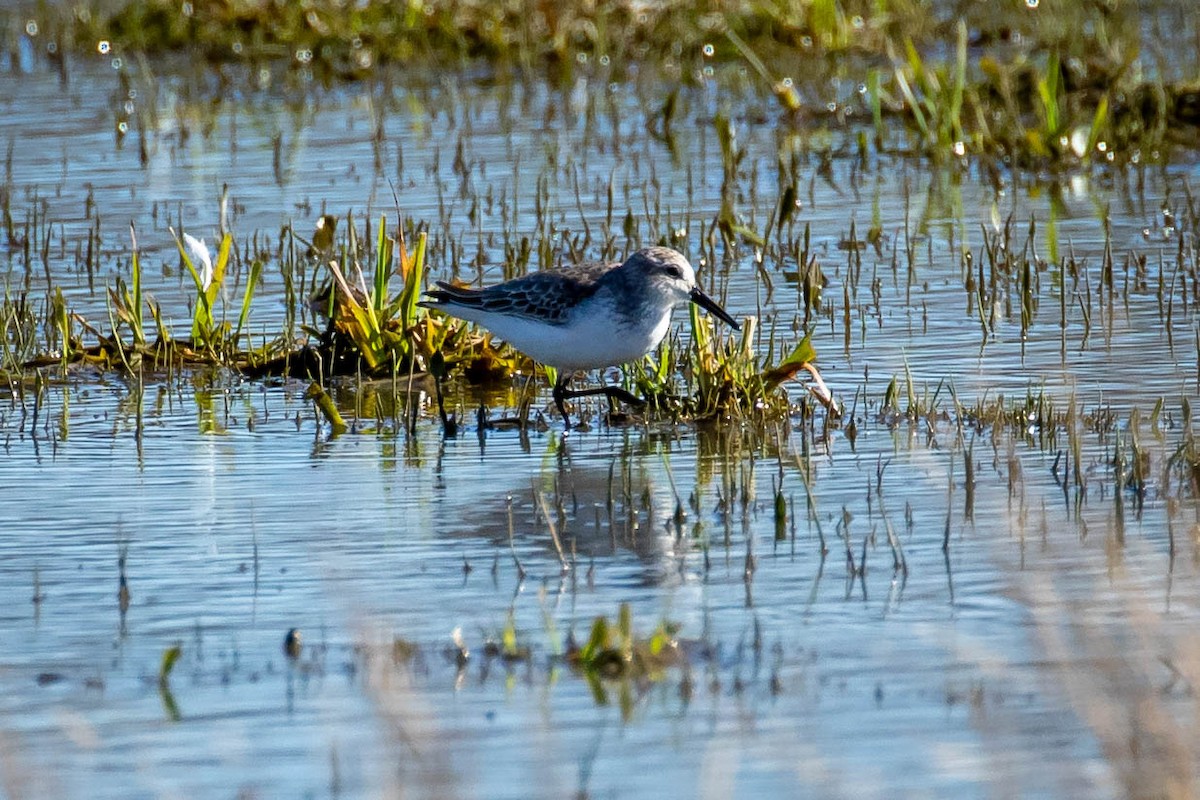 jespák aljašský - ML613292054