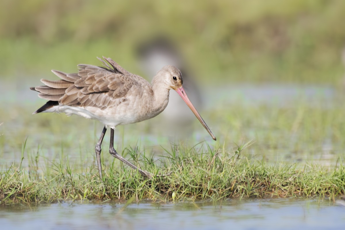 Black-tailed Godwit - ML613292062