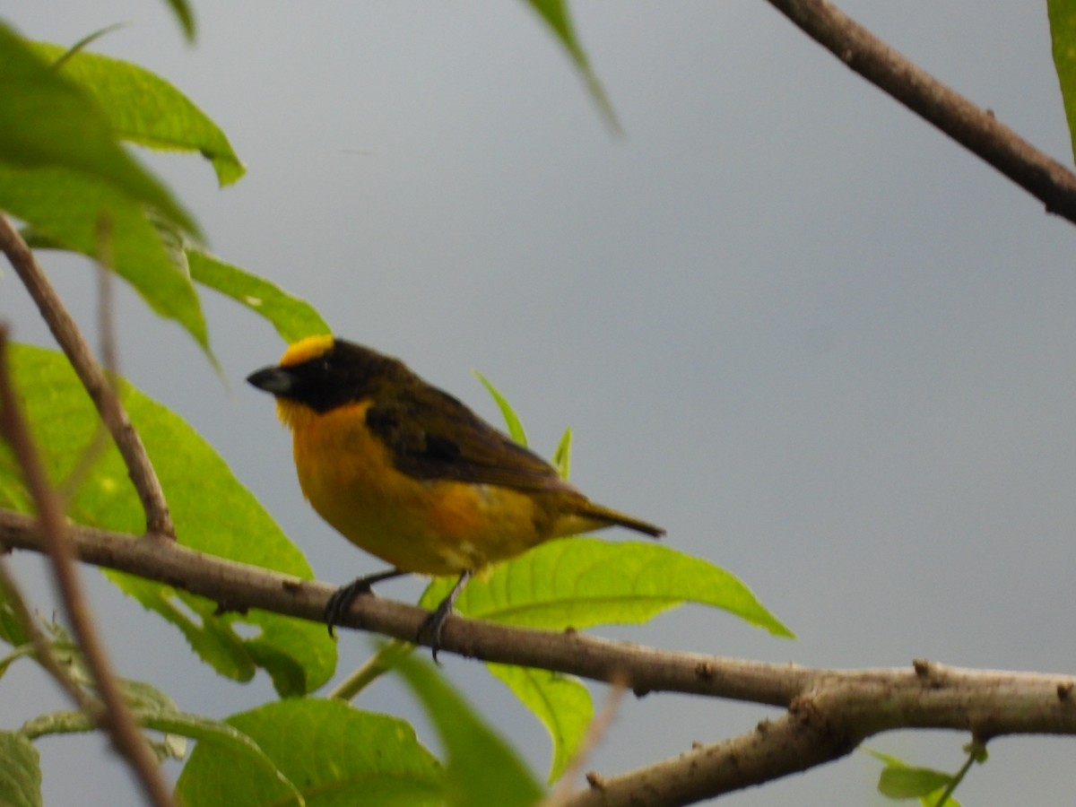 Thick-billed Euphonia - ML613292087