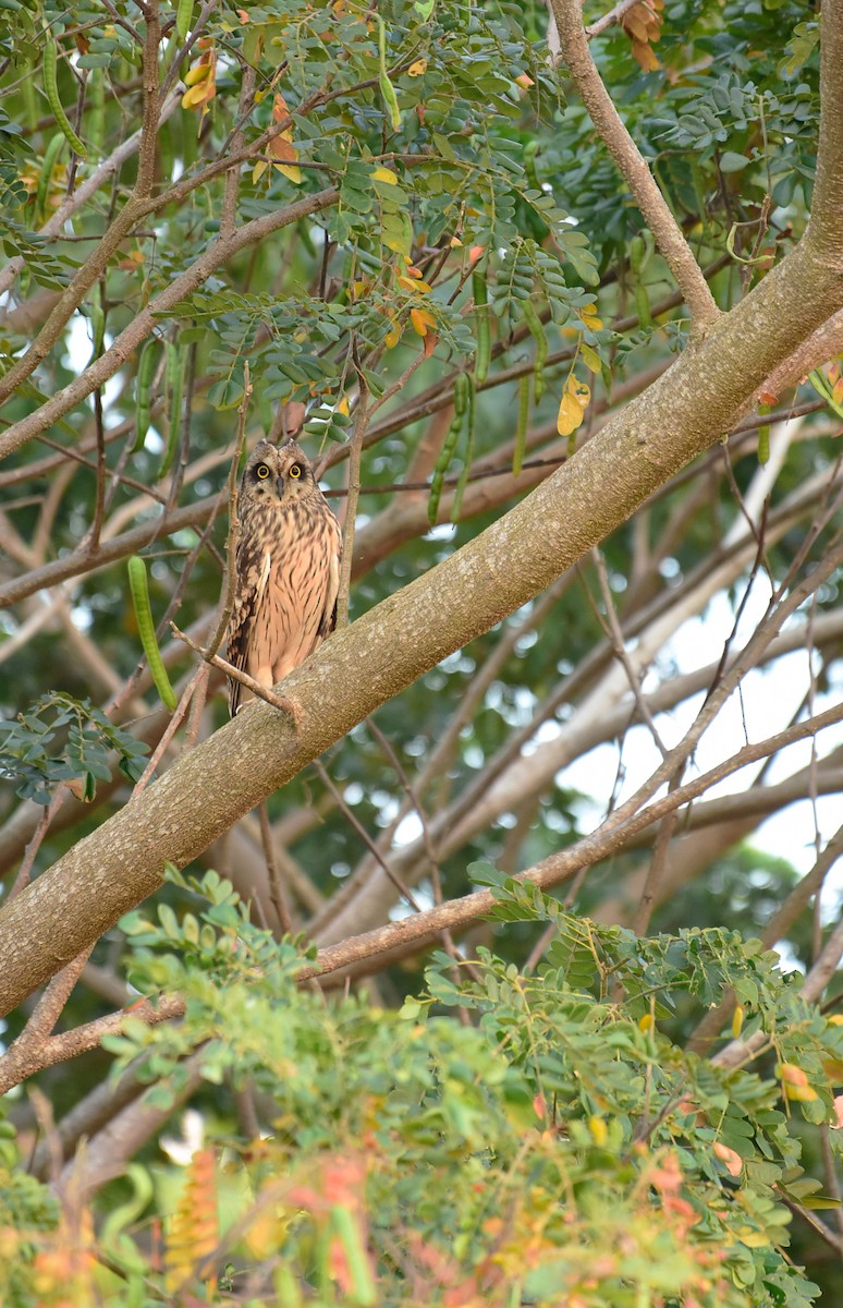 Short-eared Owl - ML613292106