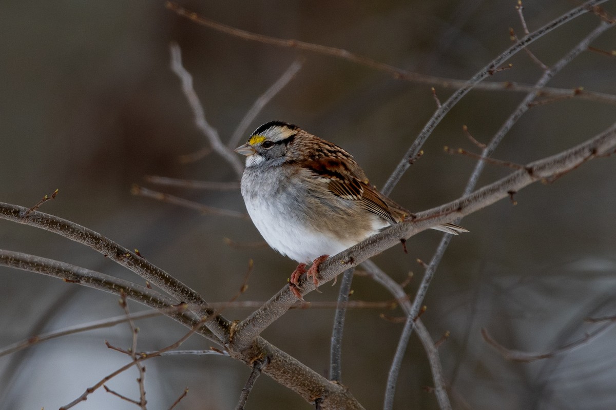 White-throated Sparrow - ML613292118