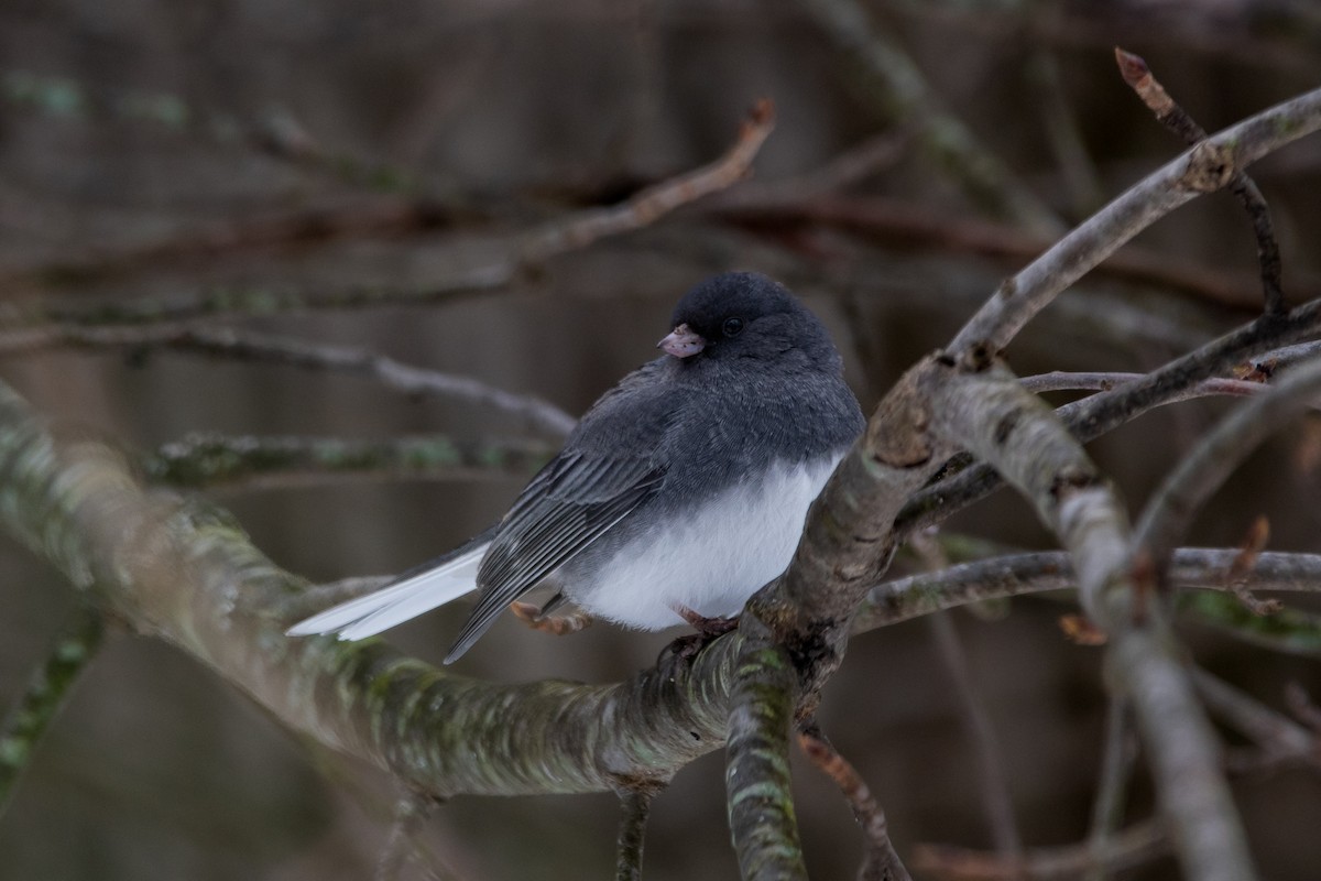 Dark-eyed Junco - ML613292124