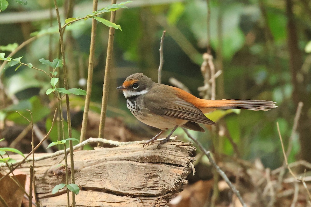 Australian Rufous Fantail - ML613292158