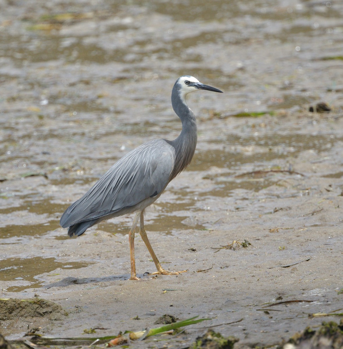 White-faced Heron - ML613292226