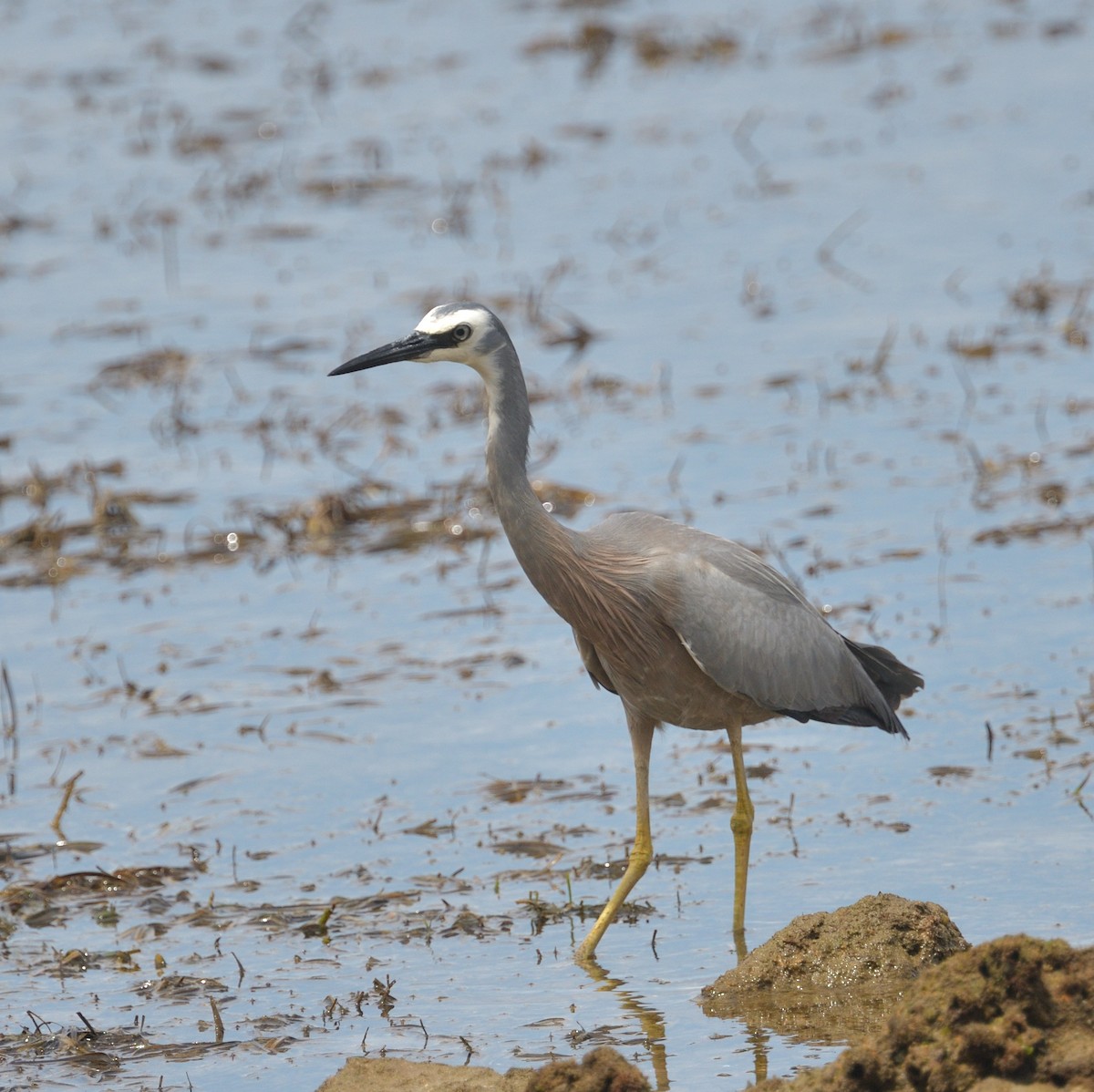 White-faced Heron - ML613292236