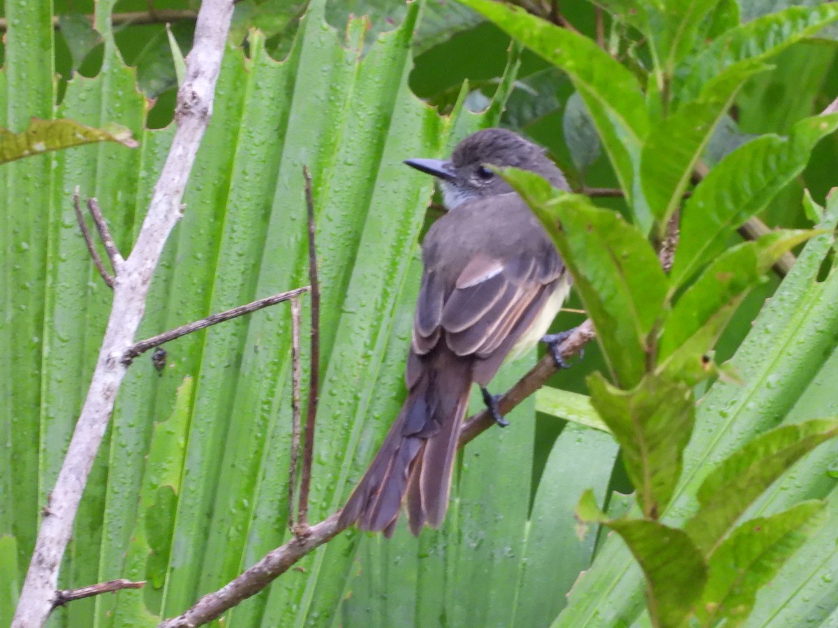 Dusky-capped Flycatcher - ML613292255