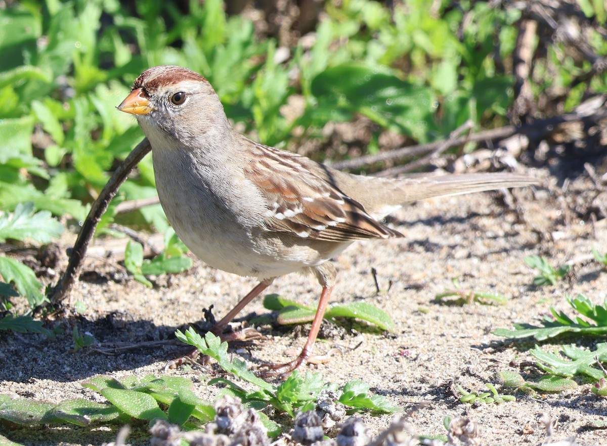 White-crowned Sparrow - ML613292287