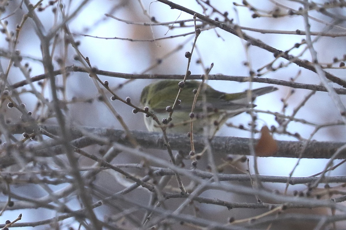Tennessee Warbler - ML613292374