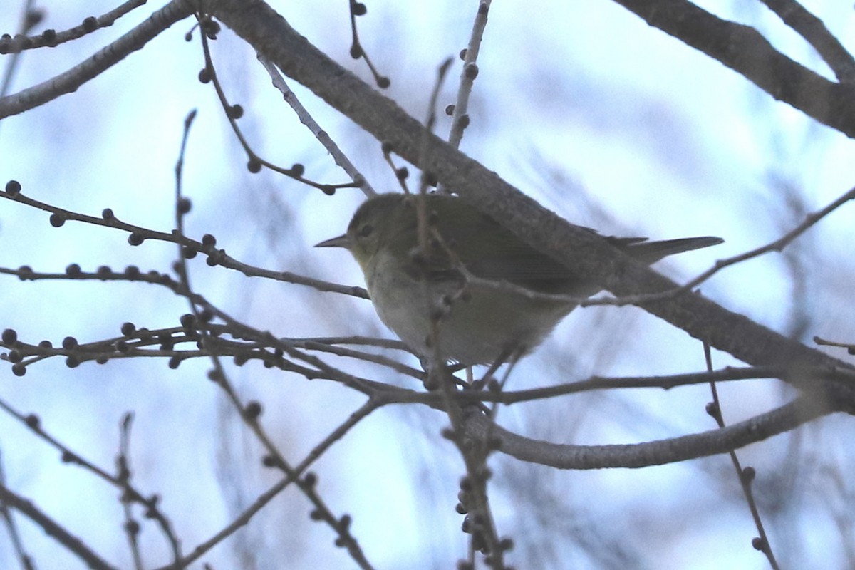 Tennessee Warbler - ML613292385
