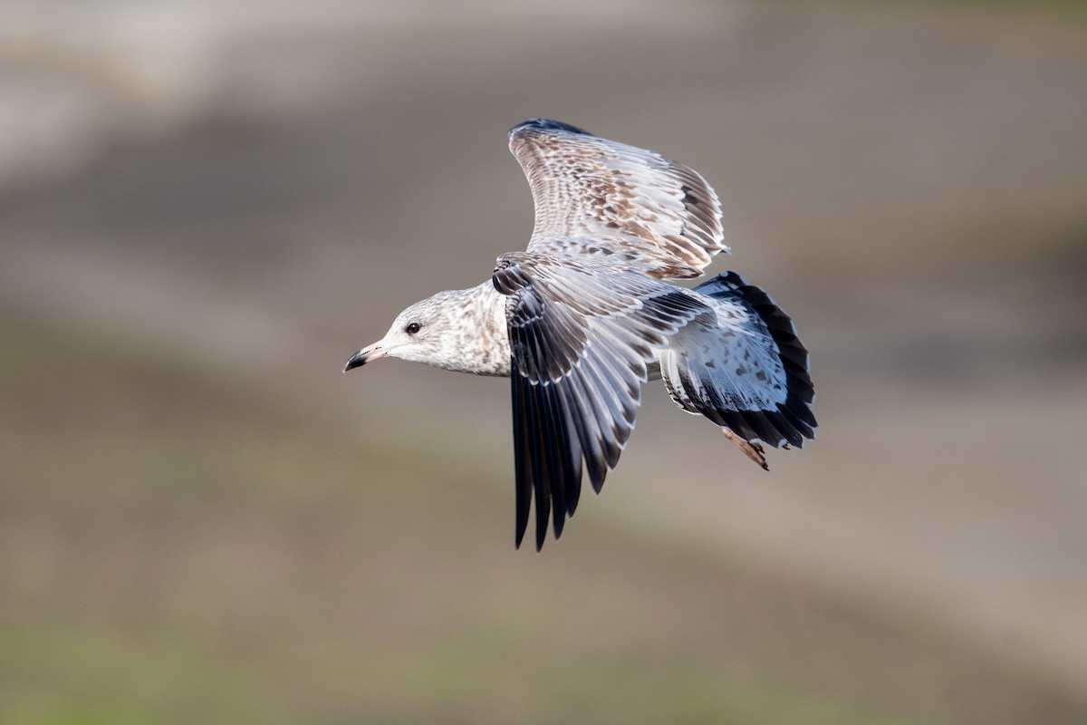 Ring-billed Gull - ML613292418