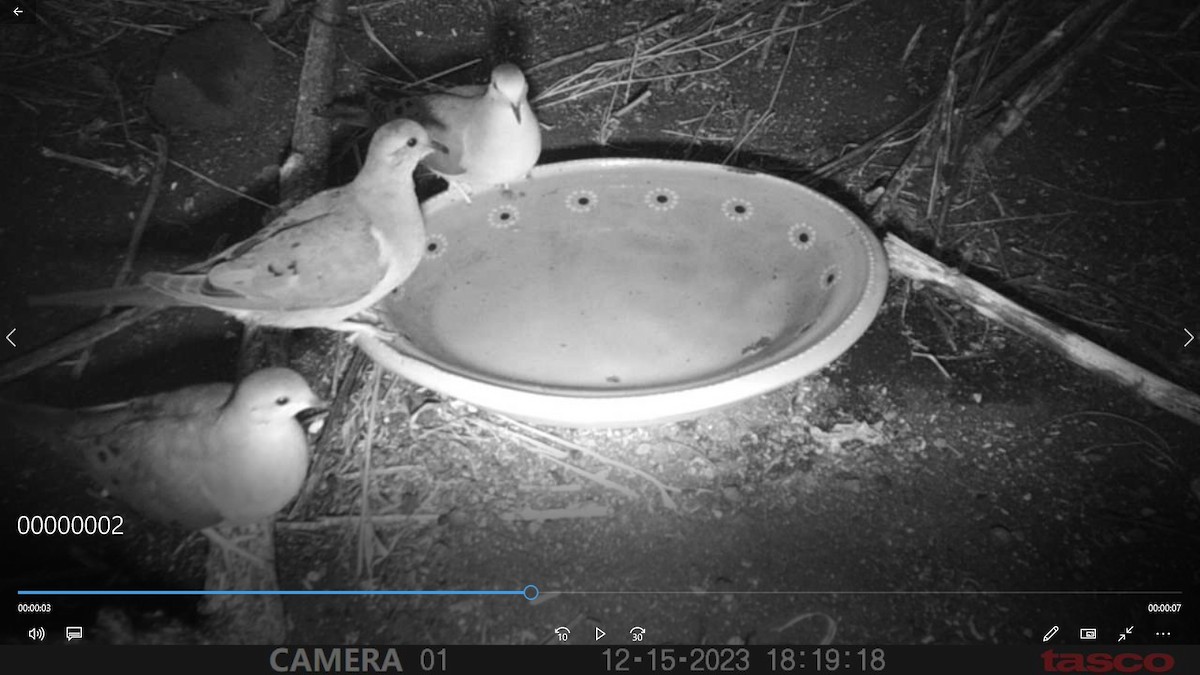 Mourning Dove - ML613292422