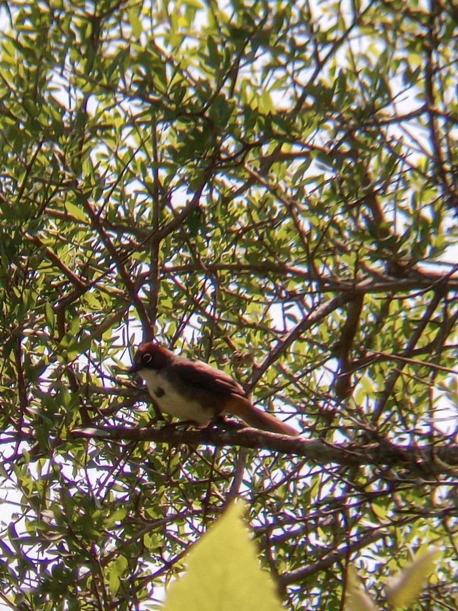 Rusty-crowned Ground-Sparrow - ML613292510