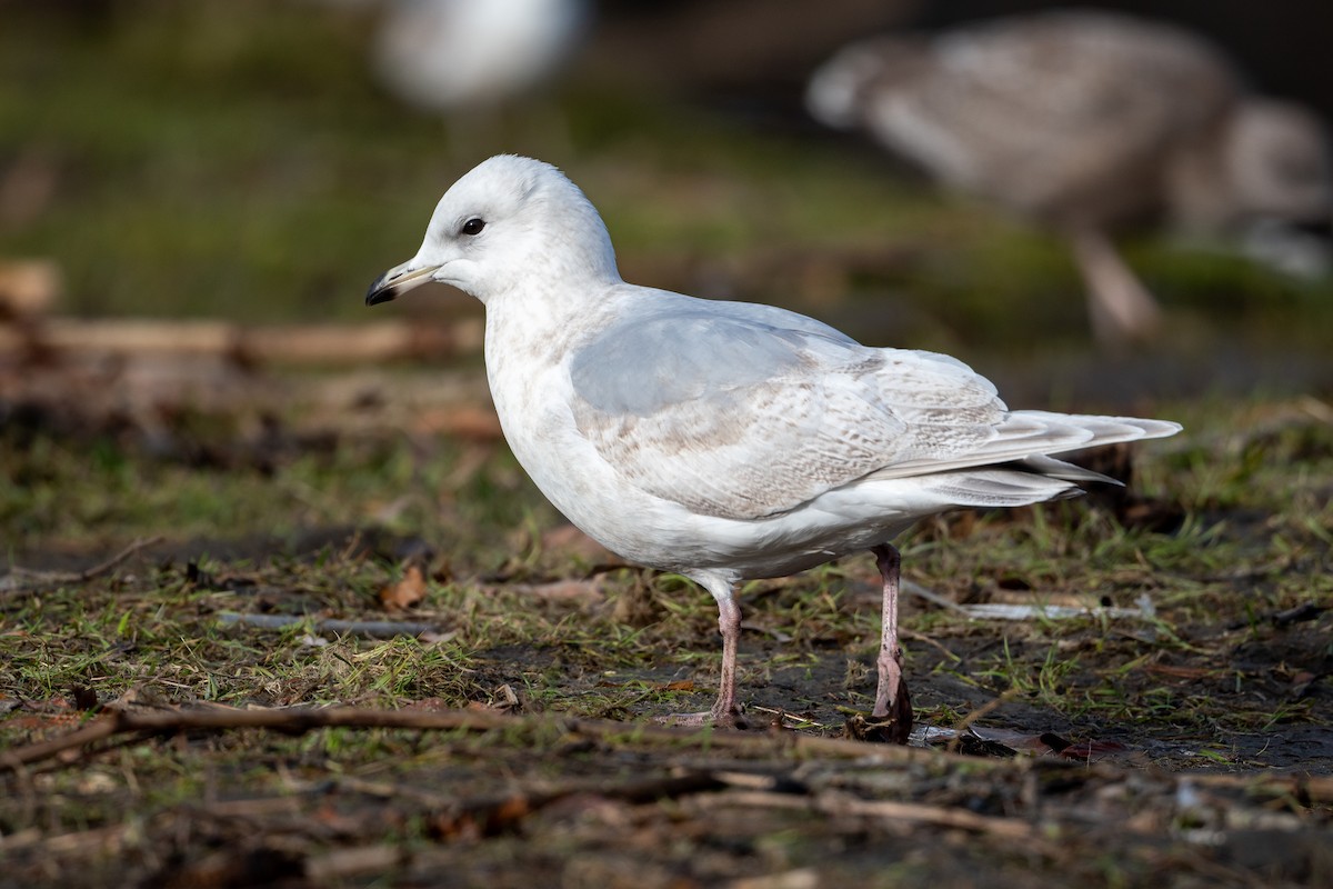 Goéland arctique (kumlieni) - ML613292549