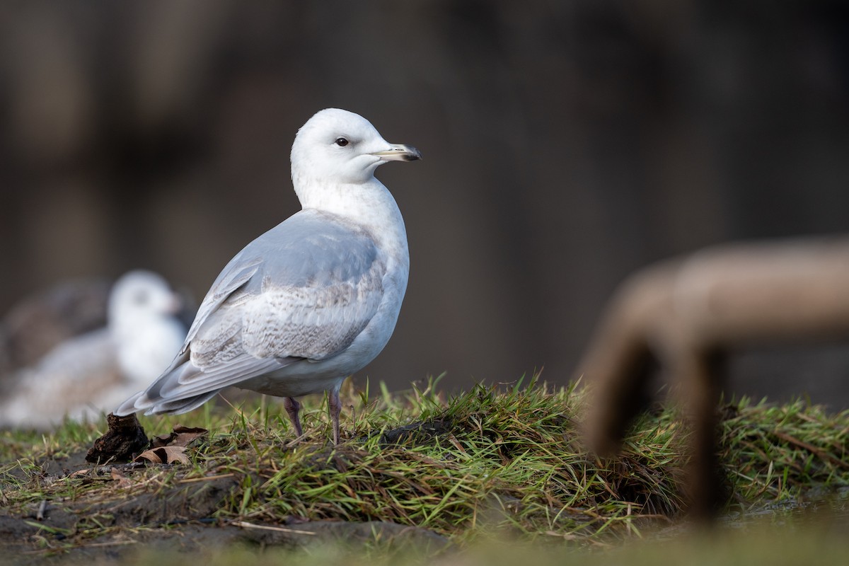 Iceland Gull (kumlieni) - Martin Kaehrle