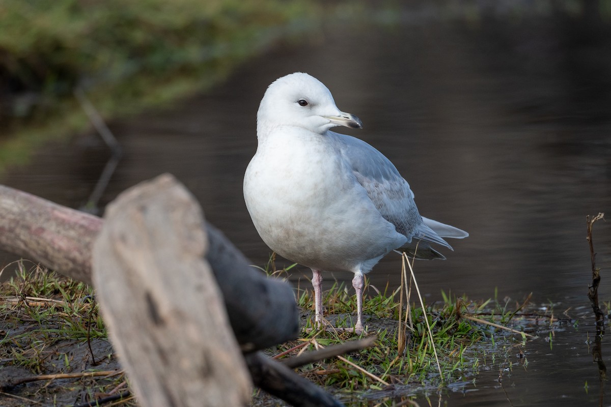 Iceland Gull (kumlieni) - ML613292563