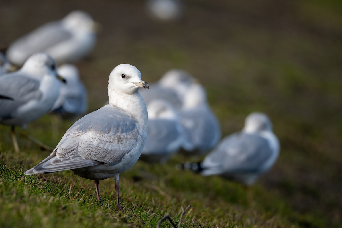 Iceland Gull (kumlieni) - M K