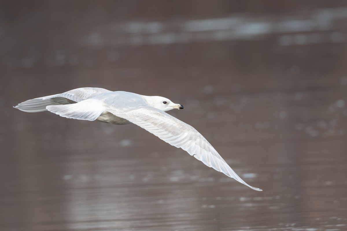 Gaviota Groenlandesa (kumlieni) - ML613292606