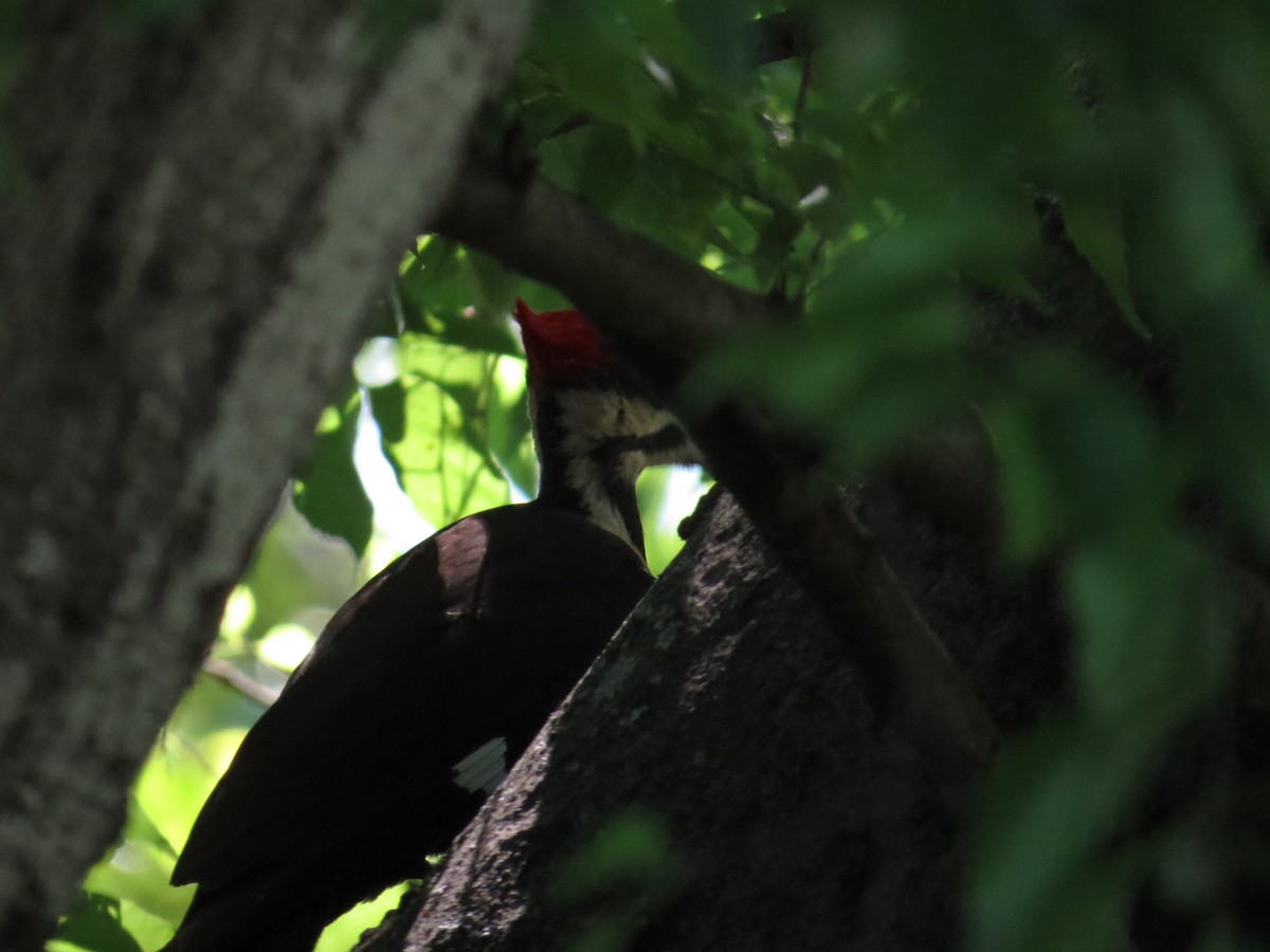 Pileated Woodpecker - ML613292647