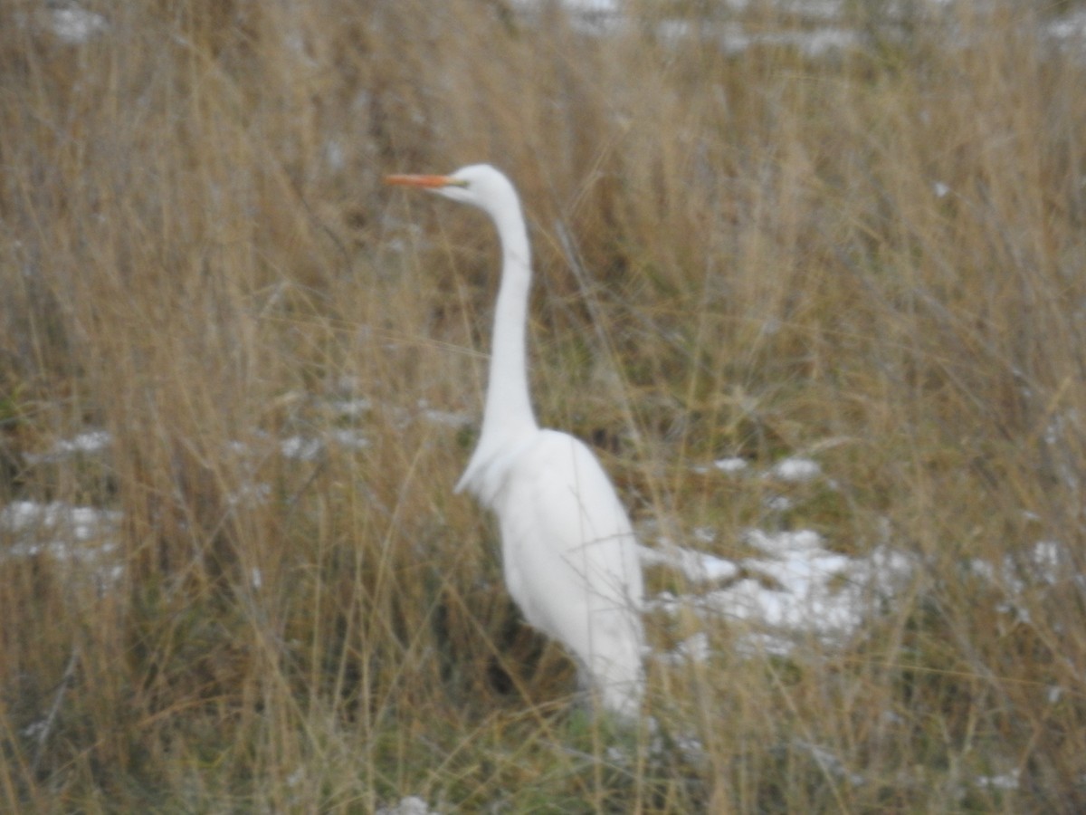 Great Egret - JC Clancy