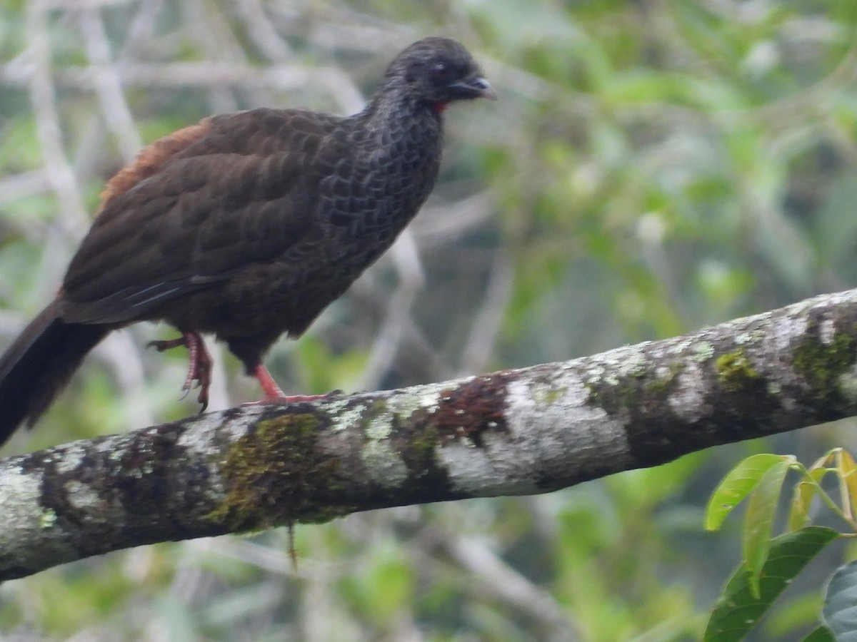 Andean Guan - ML613292652